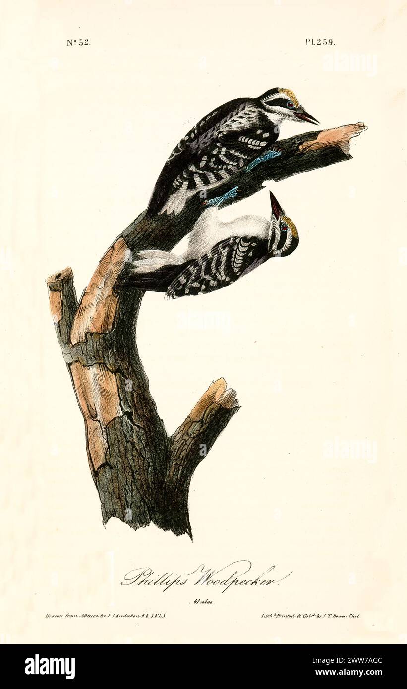 Due uccelli con audaci piumaggio bianco e nero e creste dorate si aggrappano alla corteccia in pose a specchio. Di J.J. Audubon: Birds of America, 1840 Foto Stock