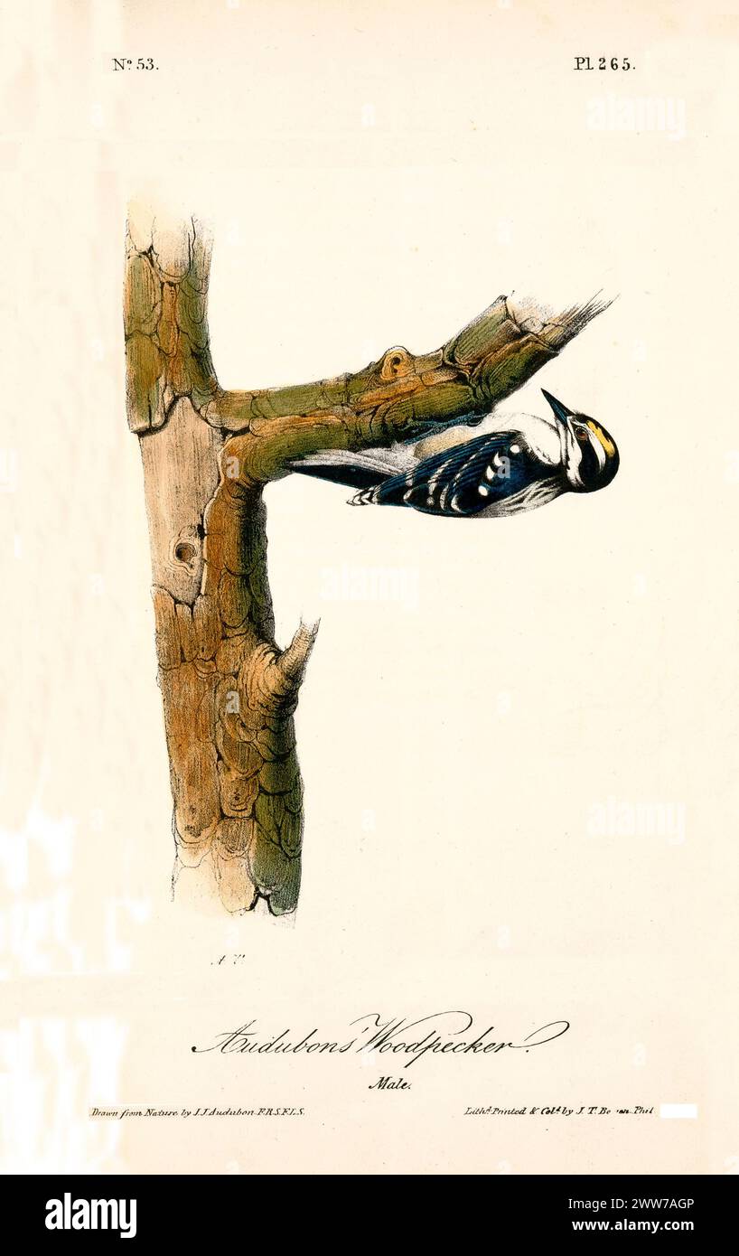 Un singolo uccello si aggrappa al rovescio sulla corteccia degli alberi, mostrando piume bianche e nere e una corona dorata. Di J.J. Audubon: Birds of America, 1840 Foto Stock