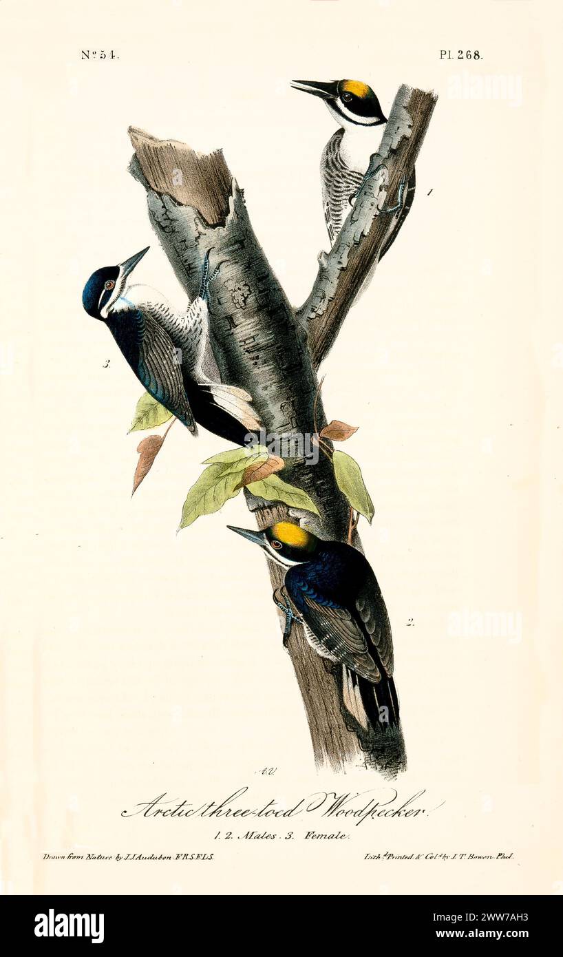 Gli uccelli con ali scure e corone dorate aprono e arrampicano il tronco di un albero in vividi dettagli. Di J.J. Audubon: Birds of America, 1840 Foto Stock Gli uccelli con ali scure e corone dorate aprono e arrampicano il tronco di un albero in vividi dettagli. Di J.J. Audubon: Birds of America, 1840 Foto Stock