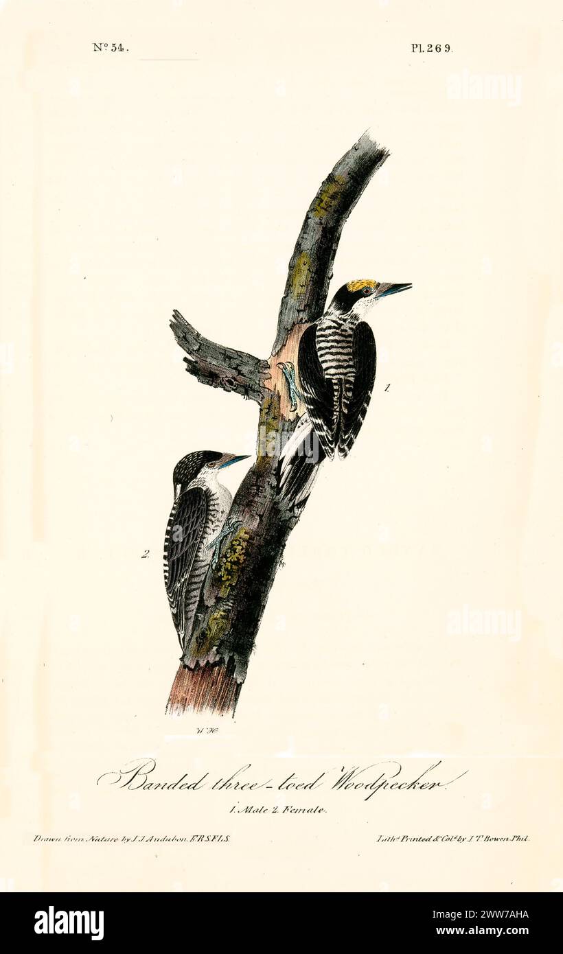 Due picchi a righe si aggrappano a un tronco intemprato, uno coronato di giallo. Di J.J. Audubon: Birds of America, 1840 Foto Stock