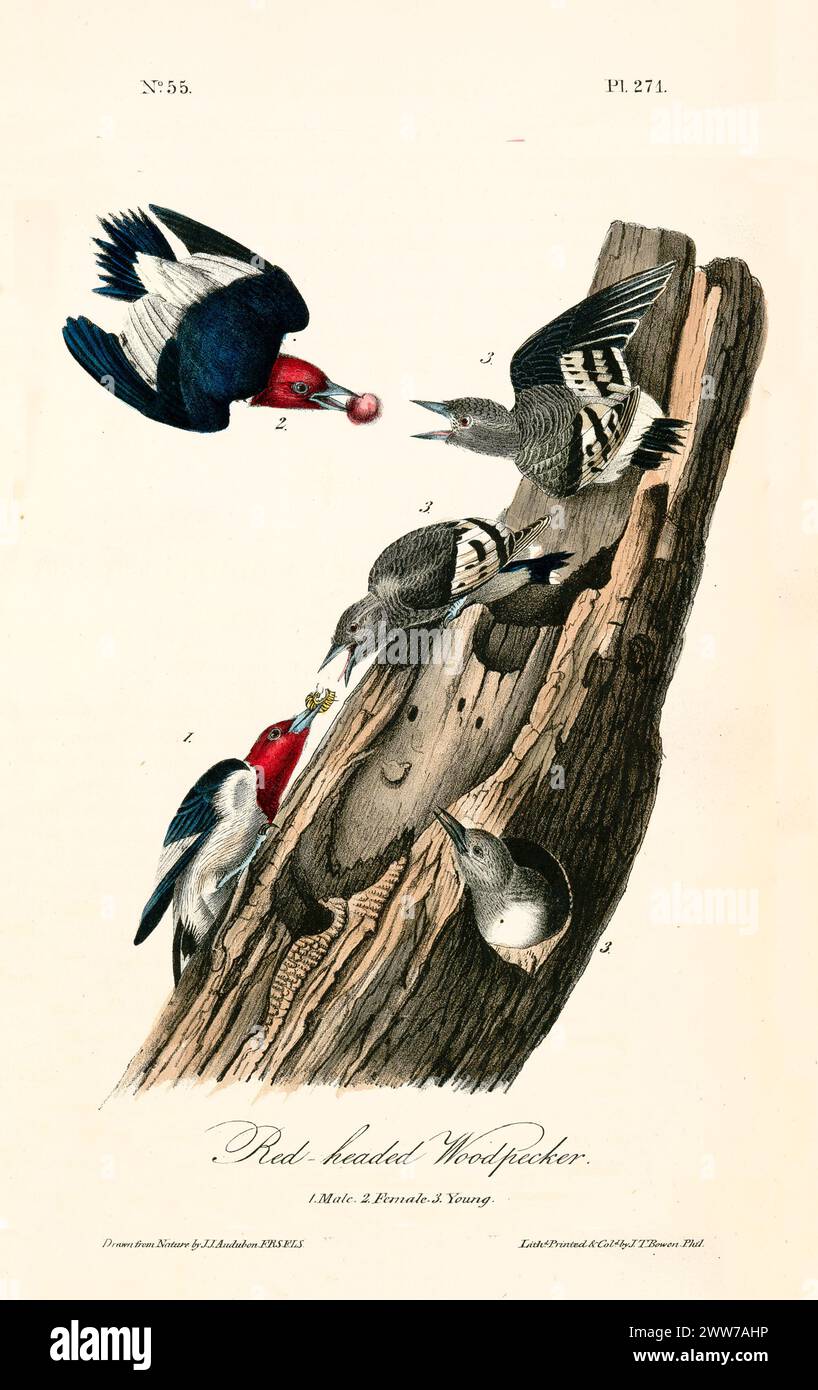 Le picchette con teste cremisi e ali fantasia si nutrono dei giovani su un tronco intempestivo. Di J.J. Audubon: Birds of America, 1840 Foto Stock