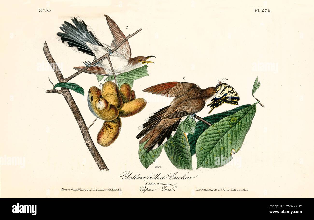 Coppia di cucù dal becco nero tra lussureggianti foglie verdi di magnolia e grandi fiori bianchi, uno che cattura un insetto. Di J.J. Audubon: Birds of America, 1840 Foto Stock
