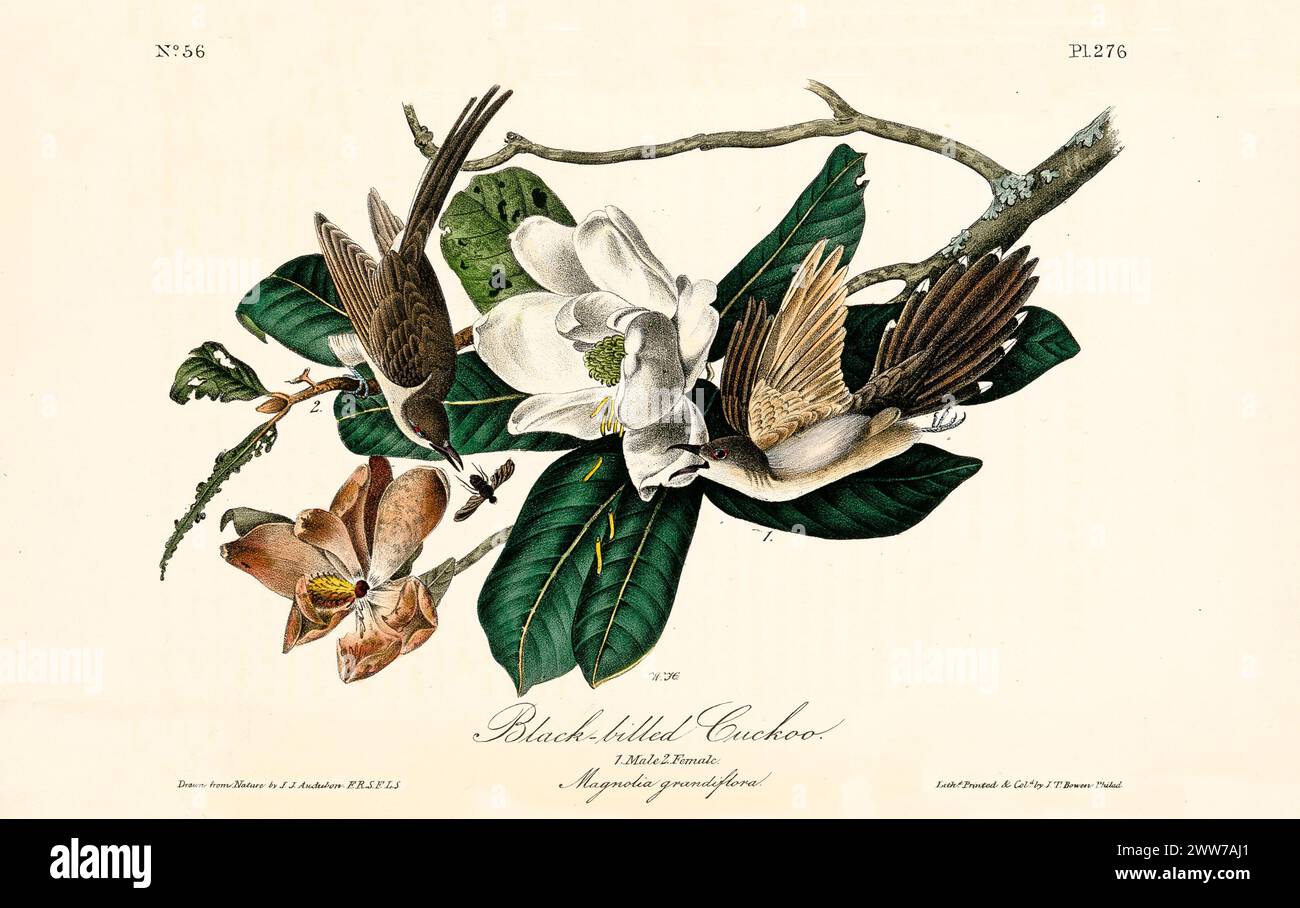 Coppia di cucù a becco giallo sull'albero di papaw, con ali marroni e lati inferiori bianchi, uno che cattura una farfalla gialla e nera. Di J.J. Audubon: 1840 Foto Stock