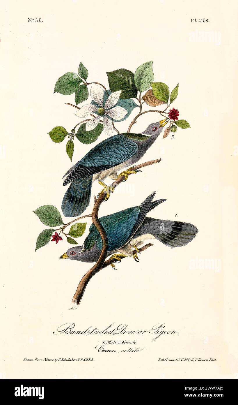 Due uccelli arroccati con morbide teste grigie, ali verdi iridescenti e becchi gialli tra i rami fioriti. Di J.J. Audubon: Birds of America, 1840 Foto Stock