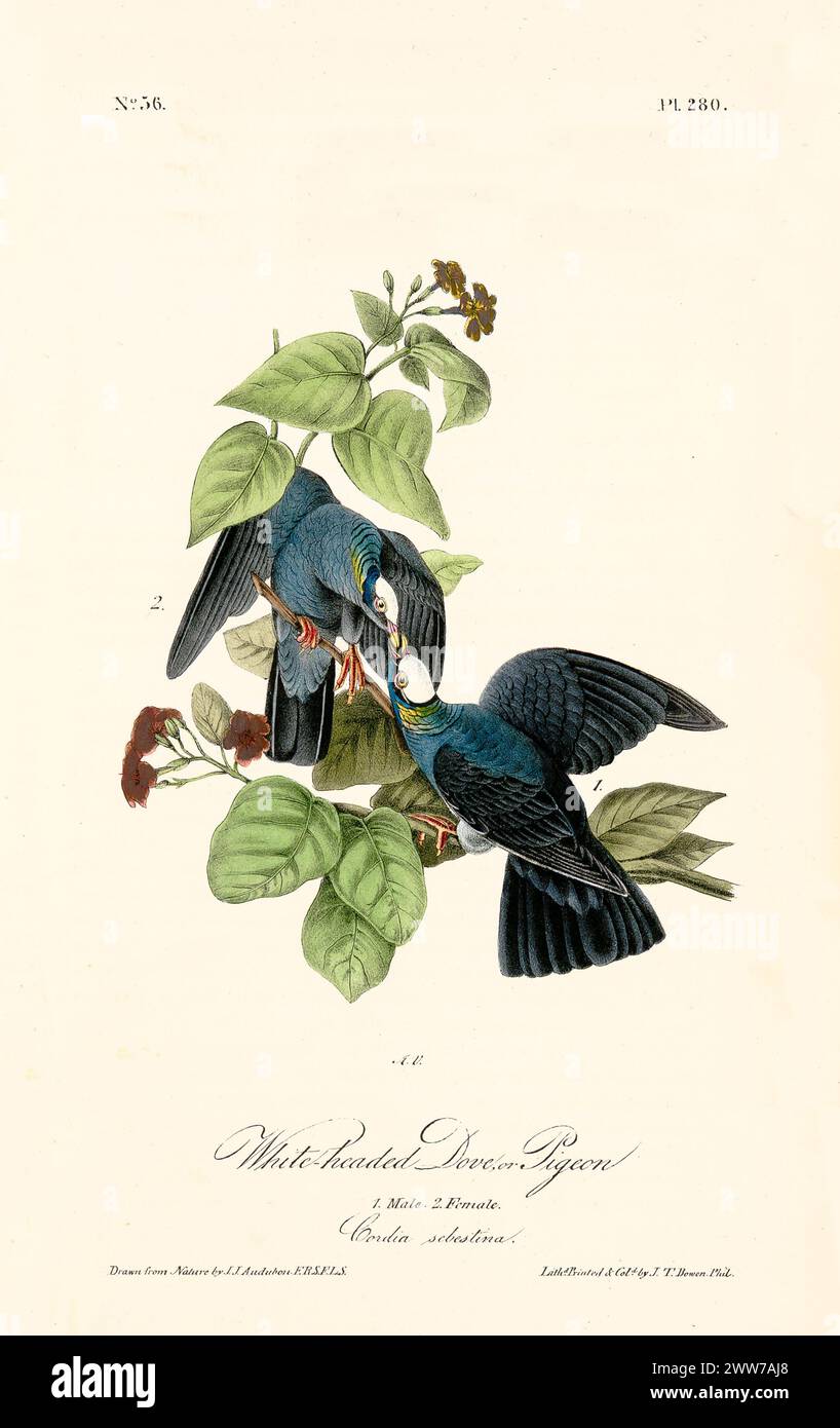 Due vivaci uccelli con piumaggio blu scuro e sorprendenti teste bianche tra lussureggianti foglie verdi e fiori rossi. Di J.J. Audubon: Birds of America, 1840 Foto Stock