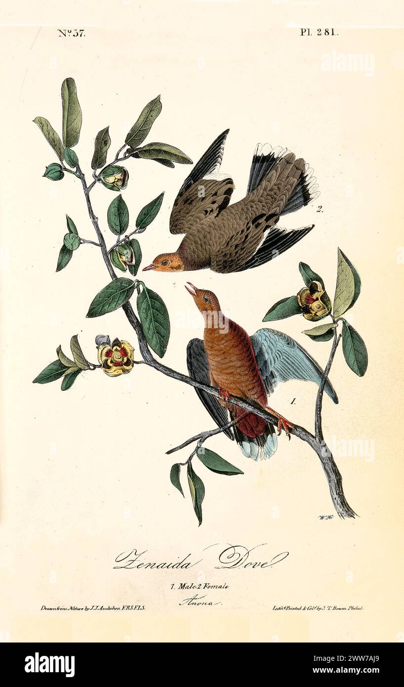 Due delicate colombe arroccate tra foglie verdi e fiori gialli, realizzate in calde tonalità di terra. Di J.J. Audubon: Birds of America, 1840 Foto Stock