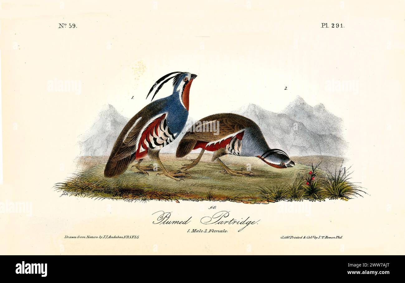 Due uccelli su un terreno roccioso: Uno con la testa sollevata verso l'orizzonte, l'altro focalizzato sotto, simbolo di lungimiranza e immediatezza. Di J.J. Audubon 1840 Foto Stock