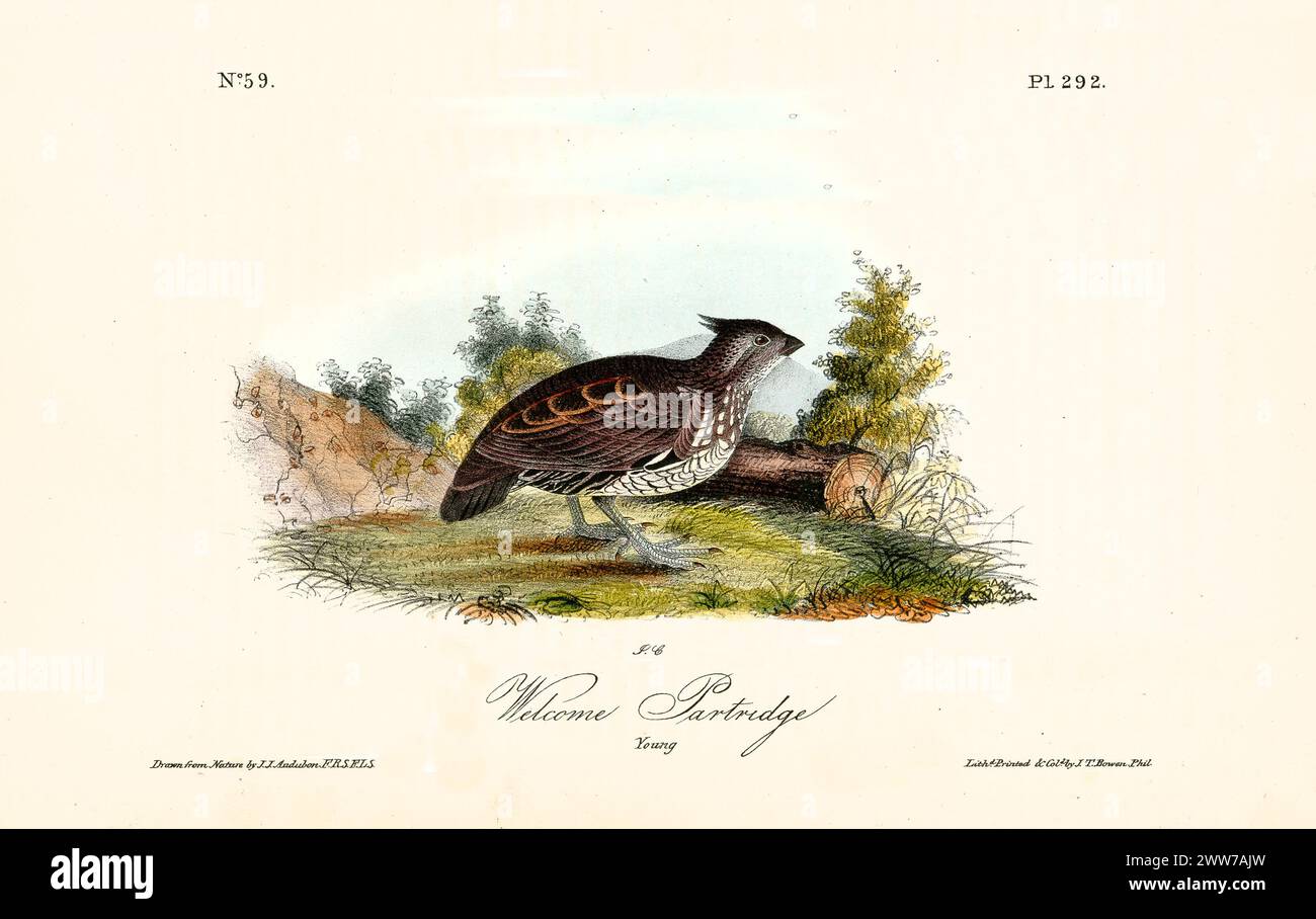 Un uccello solitario si trova in un profilo perfetto, con la sua silhouette laterale chiara e ferma, catturando un momento di tranquilla solitudine. Di J.J. Audubon 1840 Foto Stock