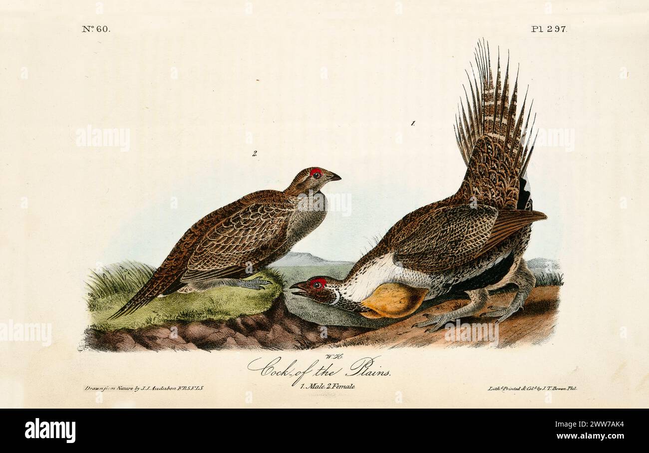 Un uccello maschile esegue una vivace mostra di corteggiamento, gonfiando sacche d'aria dorate per incantare la femmina nelle vicinanze. Di J.J. Audubon: Birds of America, 1840 Foto Stock
