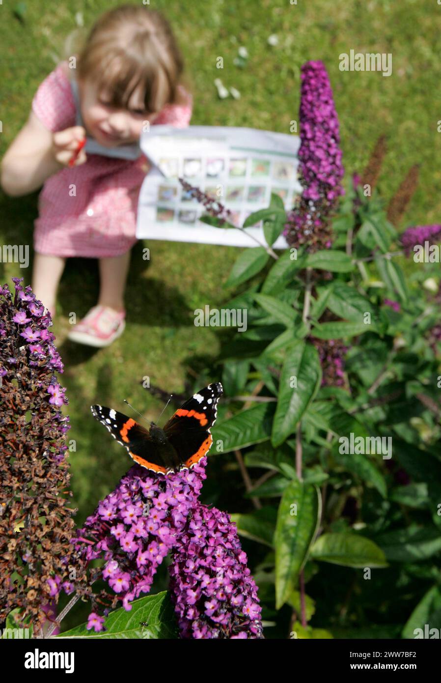 25/07/11..Freya Kirkpatrick (3) registra un Ammiraglio Rosso su un cespuglio di buddleia nel suo giardino vicino ad Ashbourne, Derbyshire... il sole dà il benvenuto a Butterfly co Foto Stock