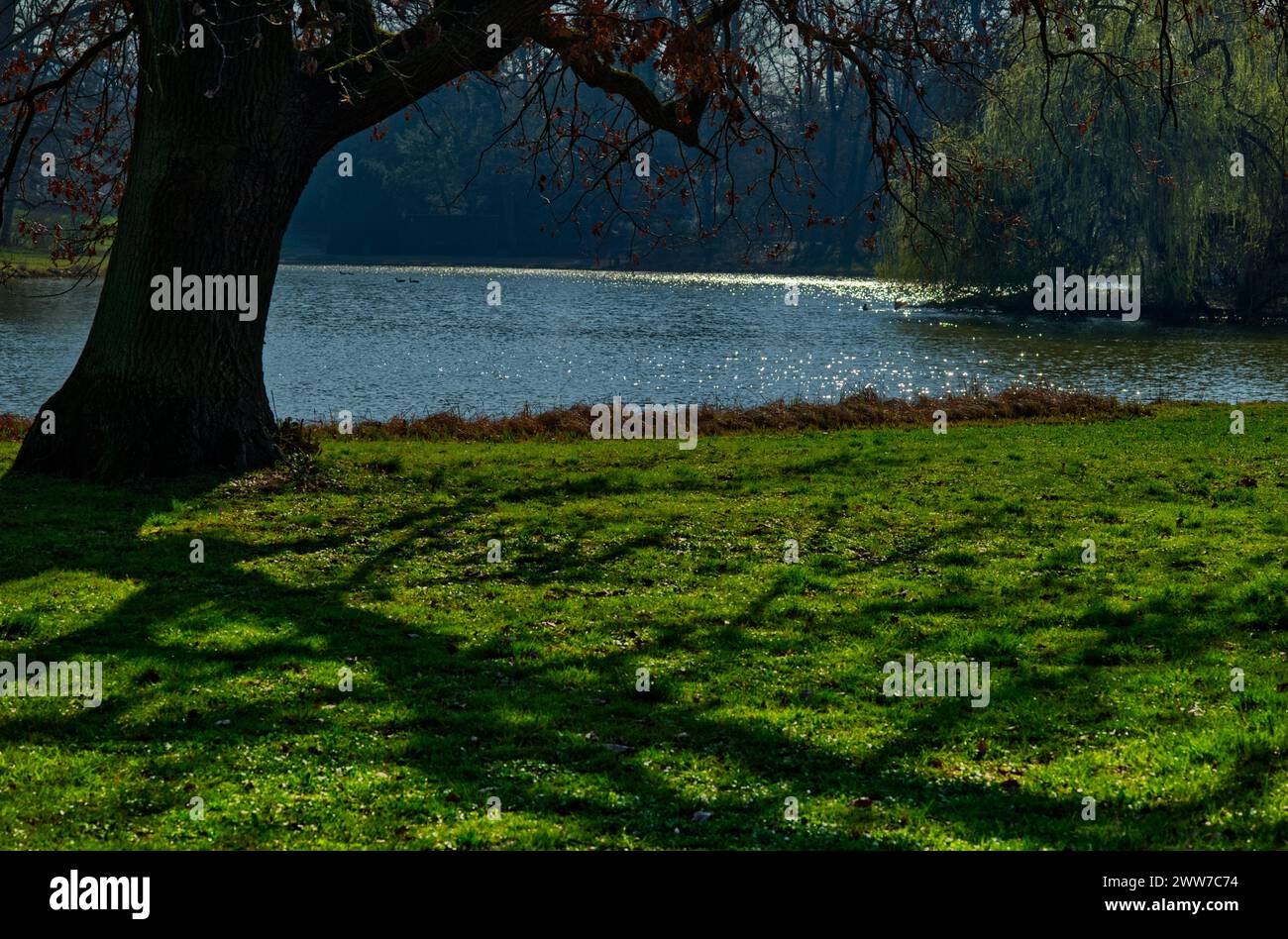 Scenario romantico di un'area lungolago in un parco, vista su un prato verde con ombre di un albero e sulla superficie blu dell'acqua Foto Stock