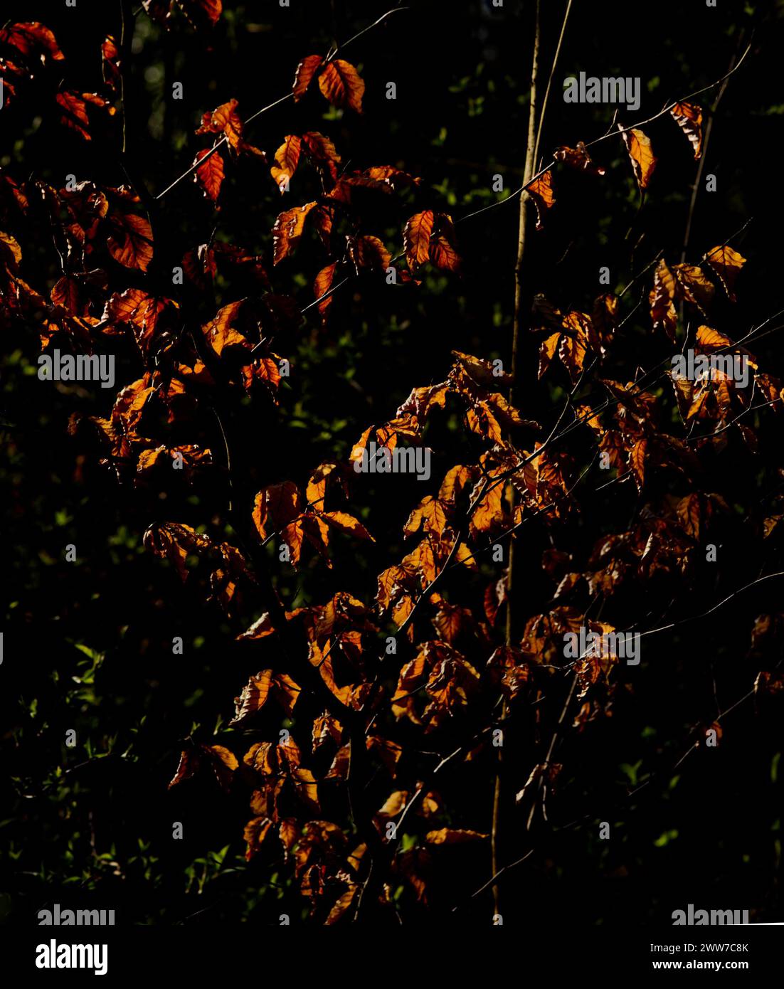 Foglie di un albero dai colori giallo-marrone brillanti di fronte a uno sfondo scuro Foto Stock