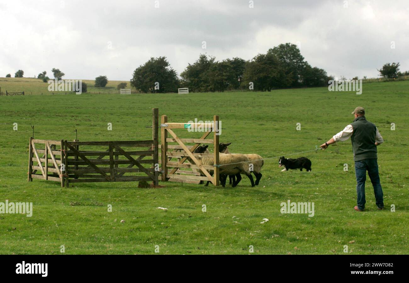 Il 21/08/11..Dave Wood con Sal...Competitors correrà i suoi cani al Dovedale Sheep Dog Trials vicino ad Ashbourne Derbyshire oggi...il prossimo mese vedrà il W Foto Stock