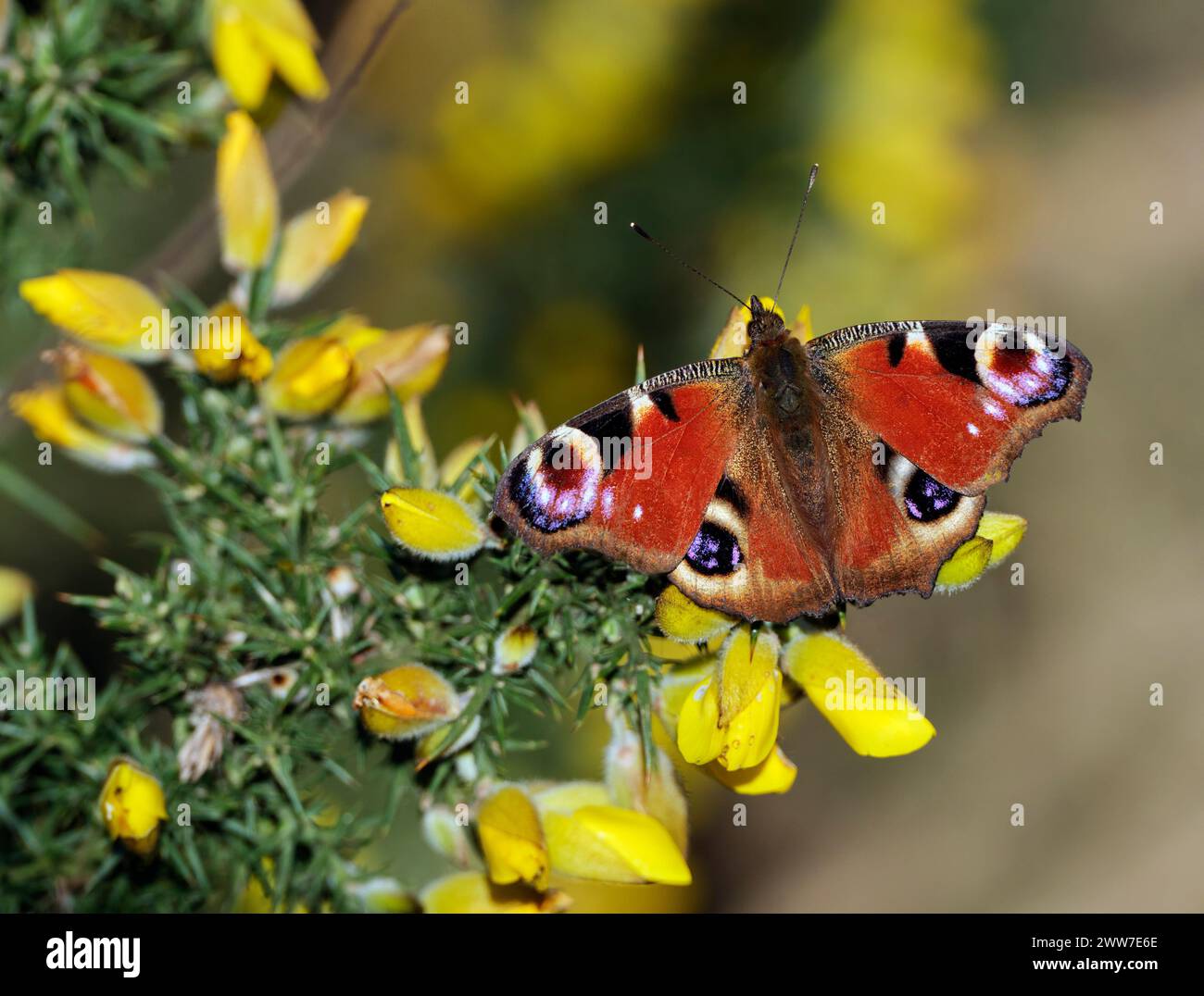Farfalla di pavone che si alleva sui fiori di gorse. Molesey Reservoirs Nature Reserve, West Molesey, Surrey, Inghilterra. Foto Stock
