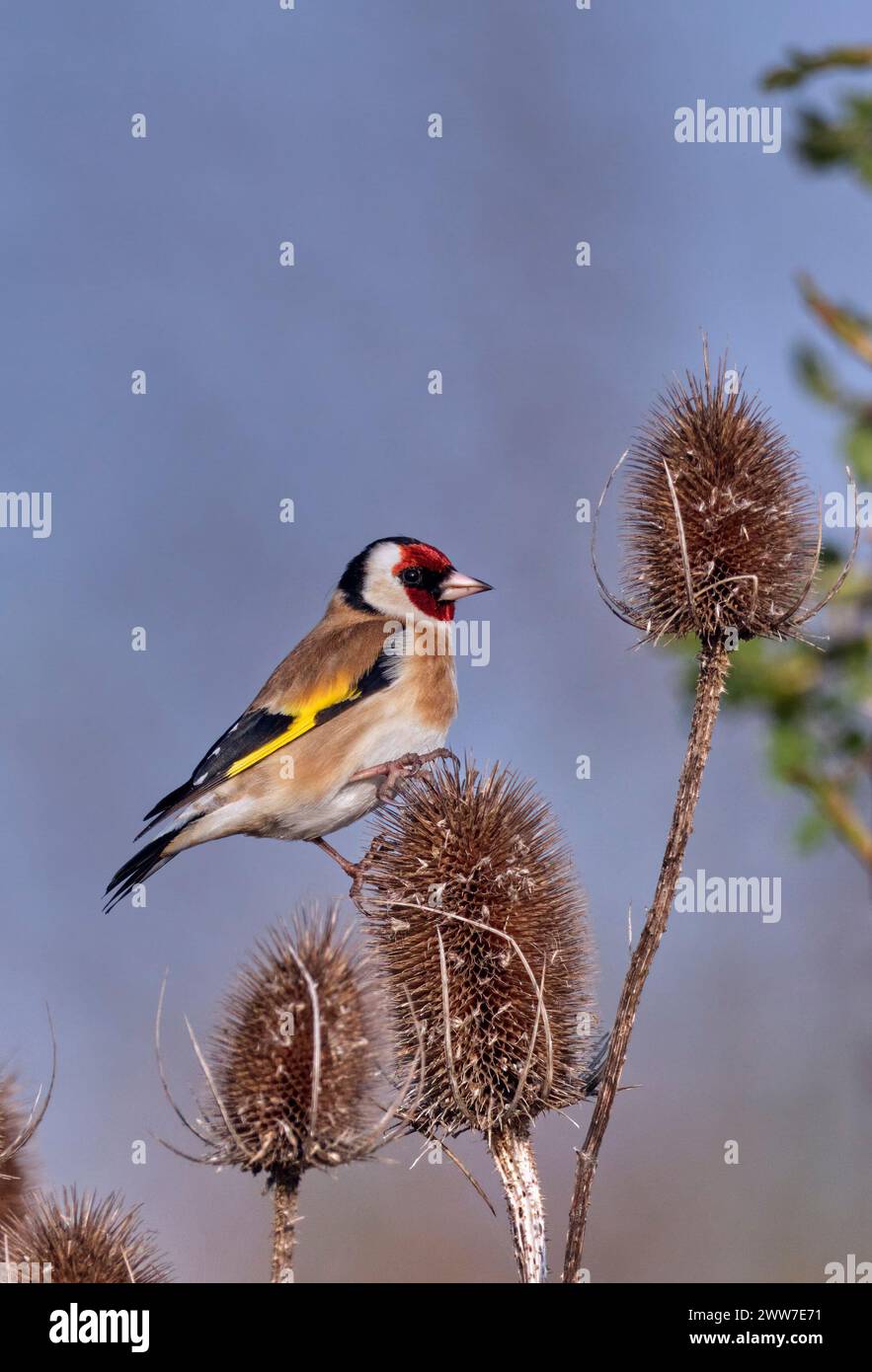 Goldfinch appollaiato sulla testa del cucchiaino. West Molesey, Surrey, Inghilterra. Foto Stock