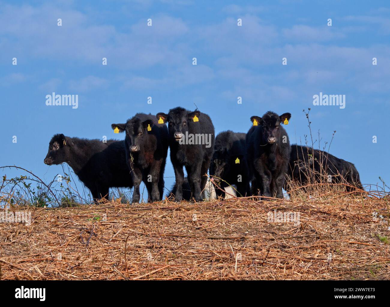Bestiame Aberdeen Angus su un terreno di campagna. West Molesey, Surrey, Inghilterra. Foto Stock