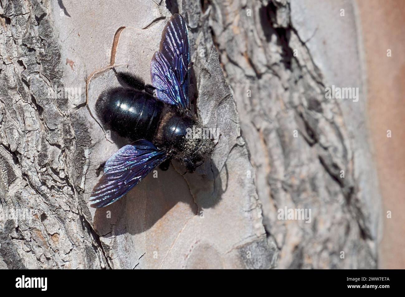 Esemplare femminile di falegname viola sulla corteccia di un pino domestico, Xylocopa violacea, Apidae Foto Stock