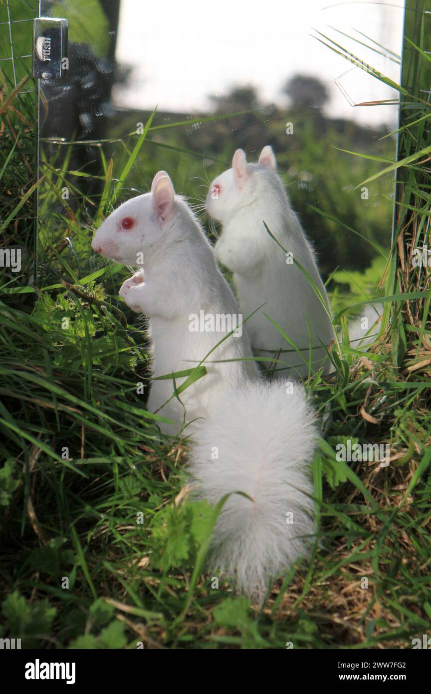 25/09/11. ..fissando un riflesso di se stessa nello specchio, questo scoiattolo albino è diventato veramente il più bello di tutti... trovato sangue e a sinistra... Foto Stock