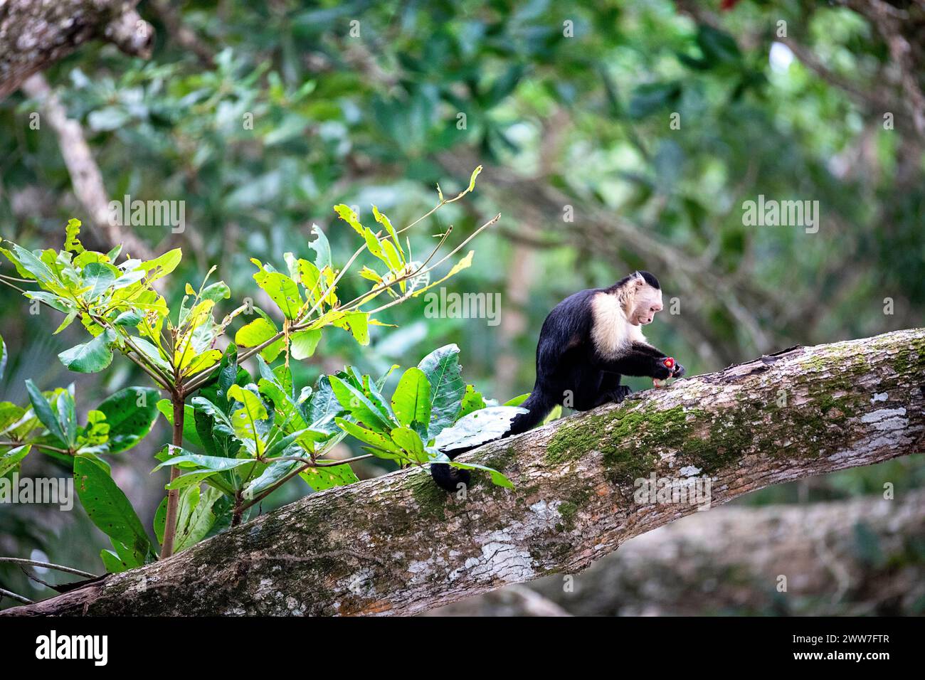Splendida scimmia dei cappuccini panamani (imitatore di Cebus) in una foresta nel parco nazionale di Cahuita, lato caraibico della Costa rica, America centrale Foto Stock
