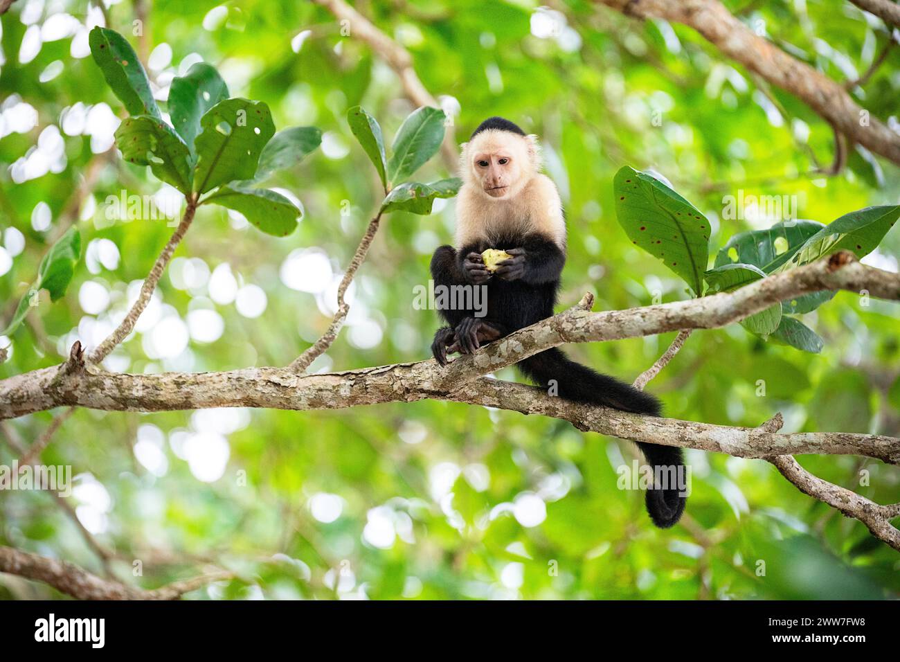 Splendida scimmia dei cappuccini panamani (imitatore di Cebus) in una foresta nel parco nazionale di Cahuita, lato caraibico della Costa rica, America centrale Foto Stock