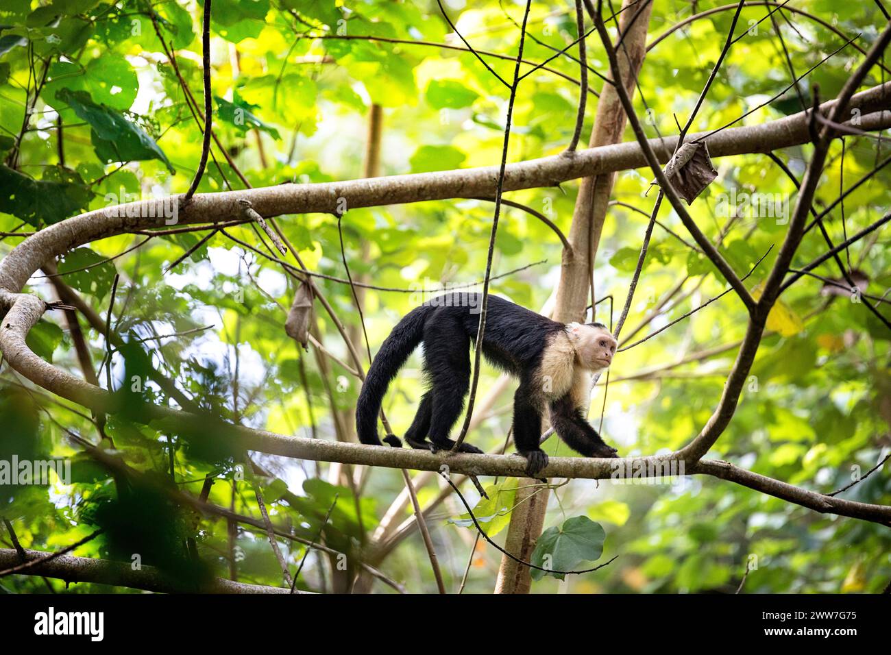 Splendida scimmia dei cappuccini panamani (imitatore di Cebus) in una foresta nel parco nazionale di Cahuita, lato caraibico della Costa rica, America centrale Foto Stock