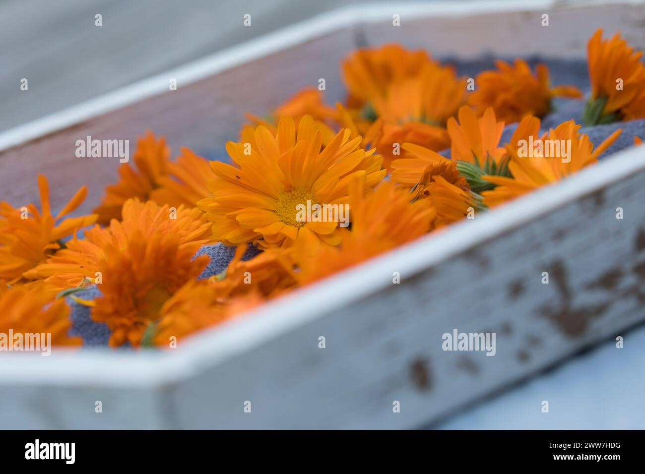 Ringelblumen trocknen auf einem Tablett, Blüten von Ringelblume, Ringelblumen-Blüten, Blüte, Blüten, Kräuterernte, Ringelblume, Garten-Ringelblume, Ri Foto Stock