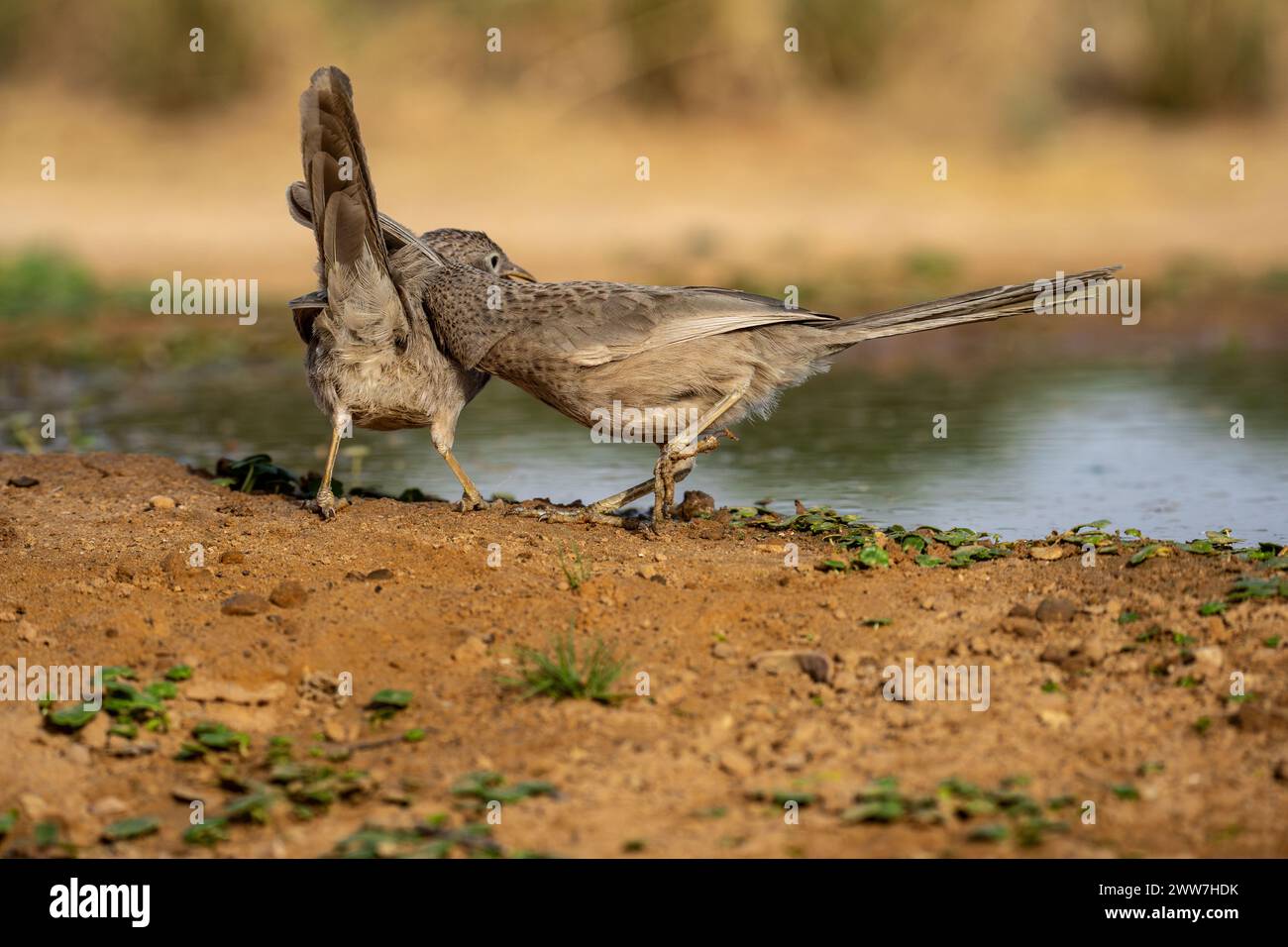 Babbler arabo vicino all'acqua il babbler arabo (Argya squamiceps) è un uccello passerino. Si tratta di un uccello residente che nidifica in comunità di macchia arida nella M Foto Stock