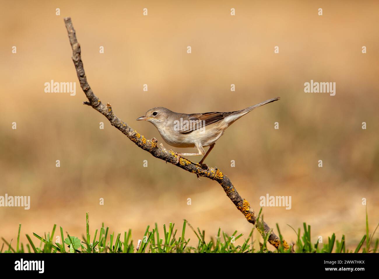 La gola bianca comune o la gola bianca maggiore (Curruca communis) è una parula tipica comune e diffusa che si riproduce in tutta Europa e in tutto il mondo Foto Stock