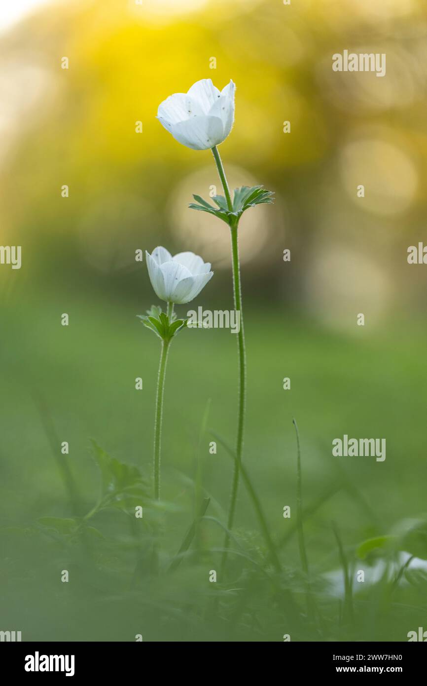 Primo piano di una coronaria bianca di Anemone (Poppy Anemone). Questo fiore può apparire in diversi colori. Fotografati principalmente in rosso, viola, blu e bianco Foto Stock