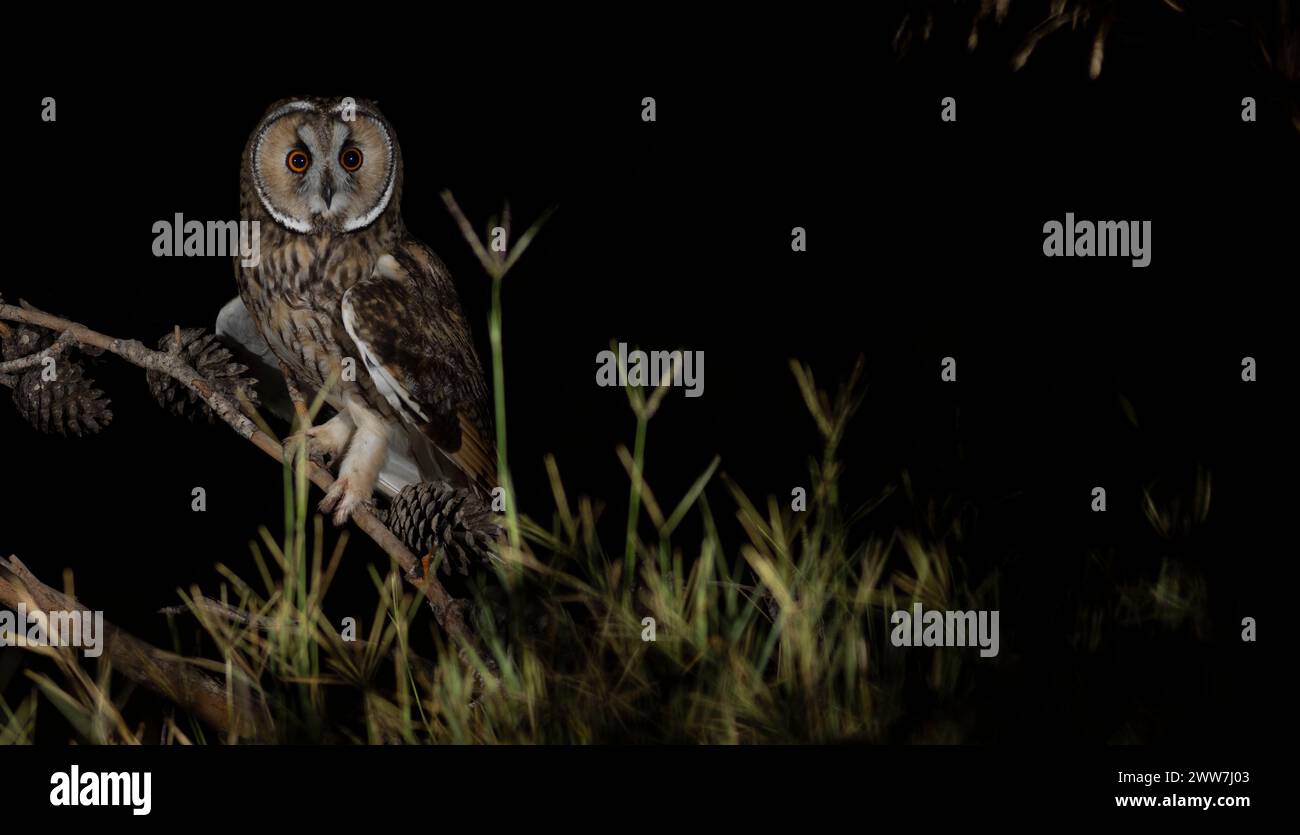 Gufo dalle orecchie lunghe (Asio otus) arroccato su un pino. Questo gufo abita nei boschi vicino alla campagna aperta in tutto l'emisfero settentrionale. E' rigorosamente noc Foto Stock
