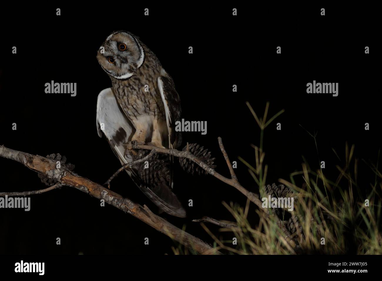 Gufo dalle orecchie lunghe (Asio otus) arroccato su un pino. Questo gufo abita nei boschi vicino alla campagna aperta in tutto l'emisfero settentrionale. E' rigorosamente noc Foto Stock