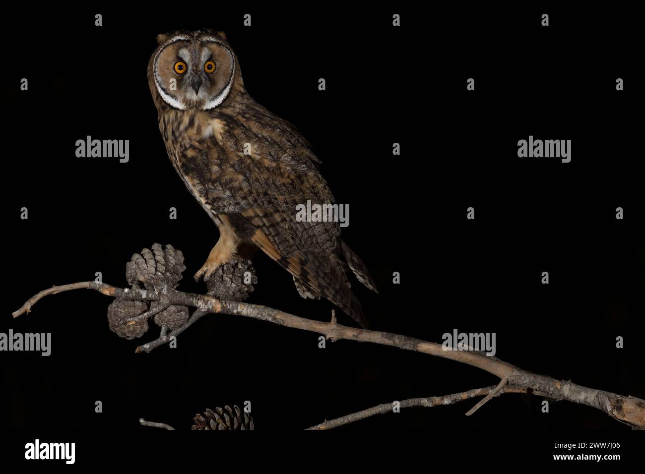 Gufo dalle orecchie lunghe (Asio otus) arroccato su un pino. Questo gufo abita nei boschi vicino alla campagna aperta in tutto l'emisfero settentrionale. E' rigorosamente noc Foto Stock