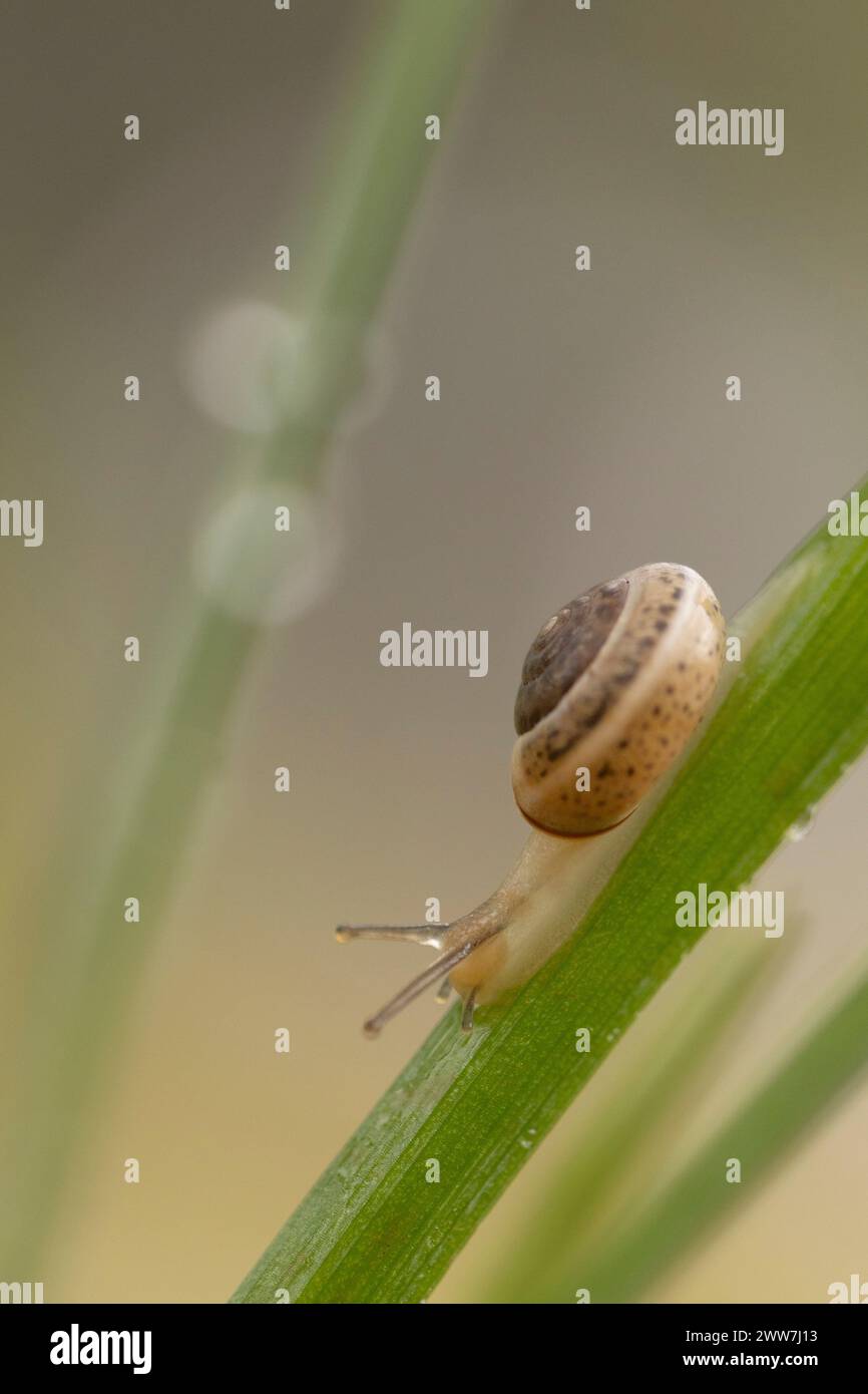 Monacha syriaca è una specie di lumaca terrestre, un gasteropode terrestre della famiglia Hygromiidae. La specie si trova nell'area mediterranea. Fotogr Foto Stock
