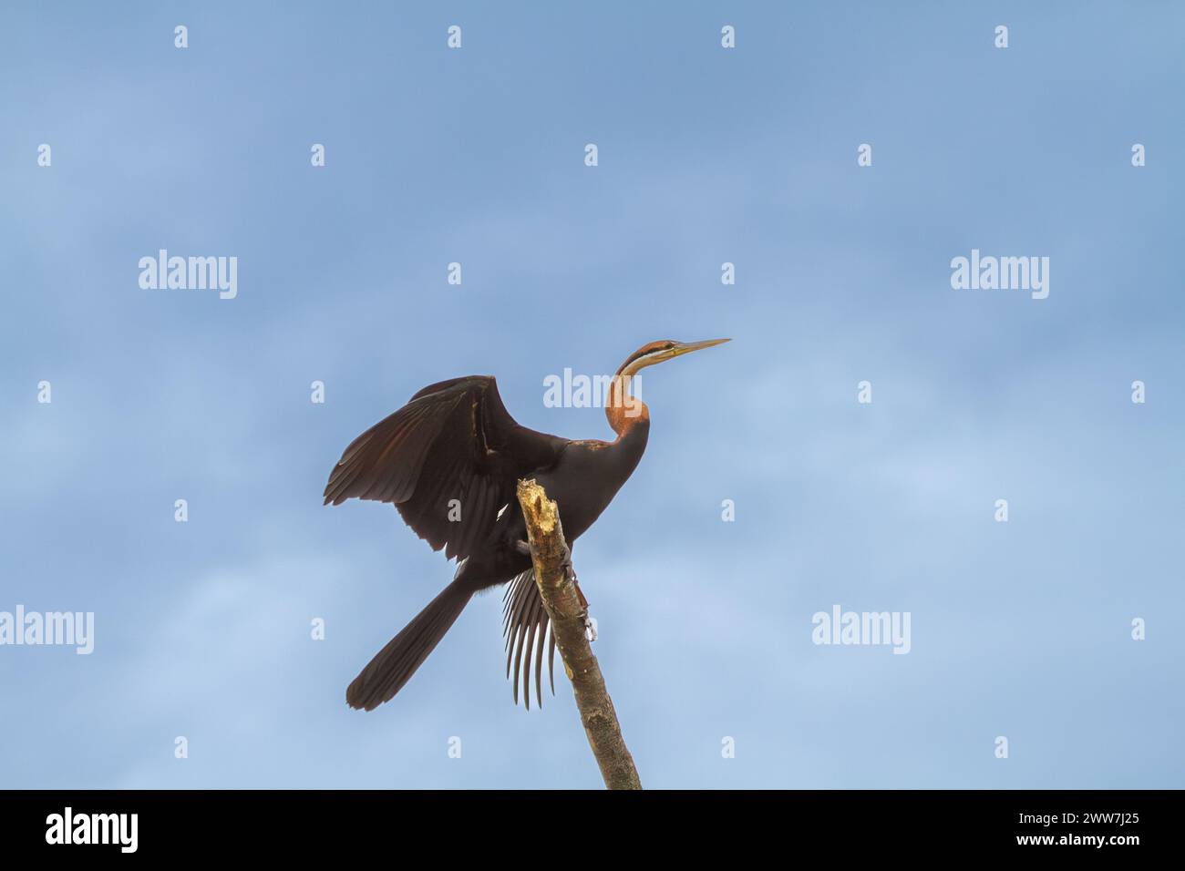African anhinga (Anhinga melanogaster rufa o Anhinga rufa) preening. Questo waterbird, anche chiamato African darter, ha un lungo serpentone e collo d Foto Stock