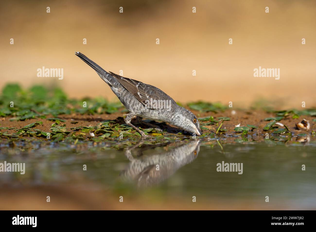 Parula barrata vicino all'acqua la parula barrata (Curruca nisoria) è una parula tipica che si riproduce attraverso le regioni temperate dell'Europ centrale e orientale Foto Stock