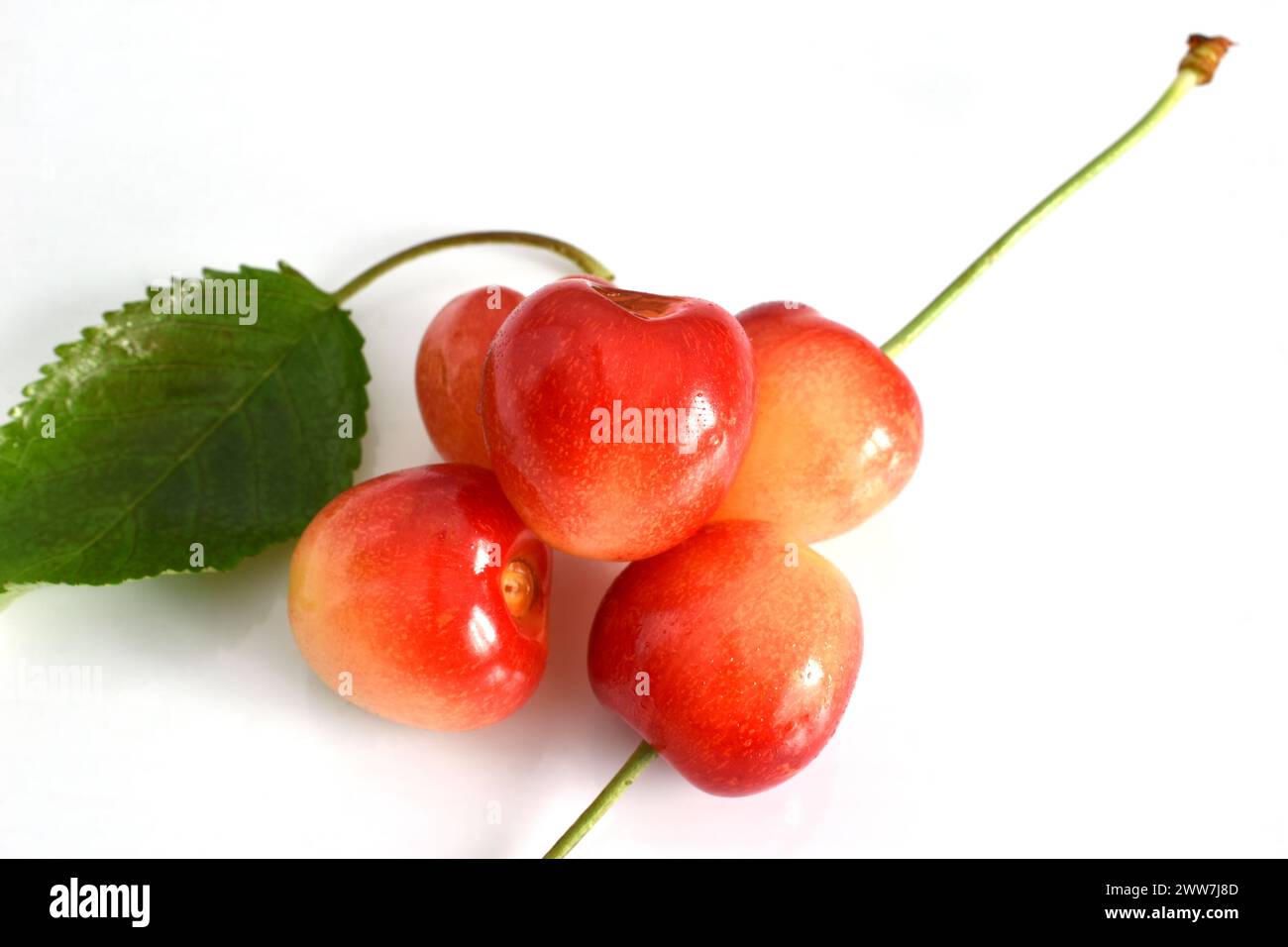 Ciliegie rosa mature e foglie verdi giacciono su uno sfondo bianco. Foto Stock
