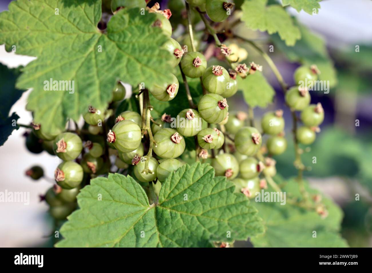Le bacche di ribes verde maturano su un ramo di un cespuglio di frutta di ribes. Foto Stock