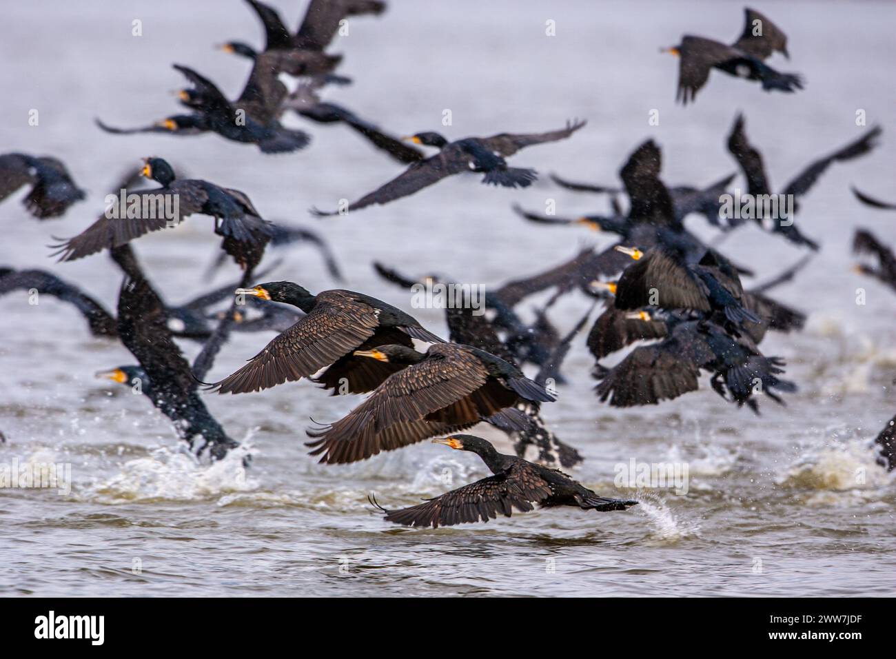 Flock of Great Cormorant (Phalacrocorax carbo) nuota nel Mar Mediterraneo fotografato in Israele a dicembre Foto Stock