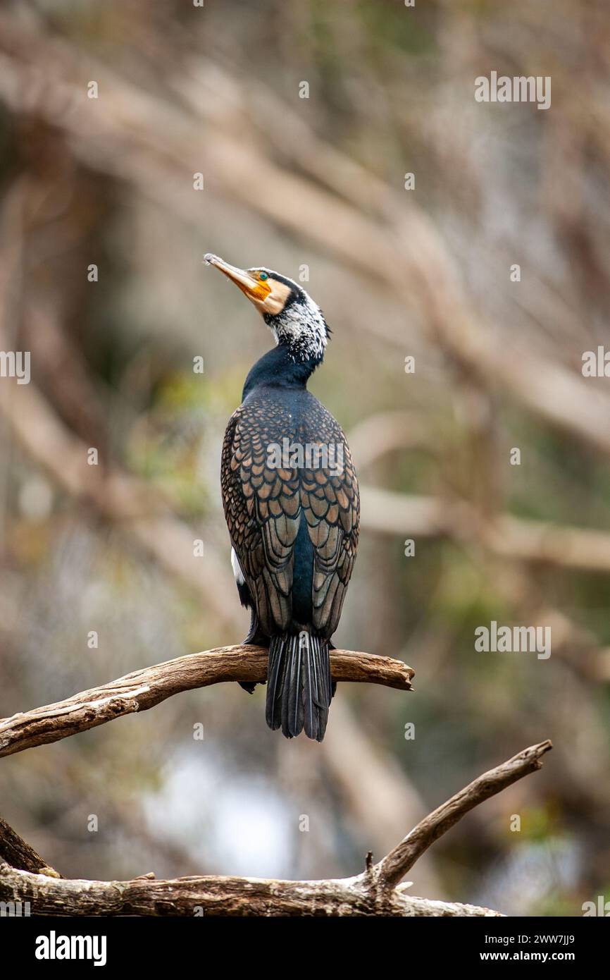 Gregge di grande cormorano (Phalacrocorax carbo) arroccato su un albero fotografato in Israele a febbraio Foto Stock