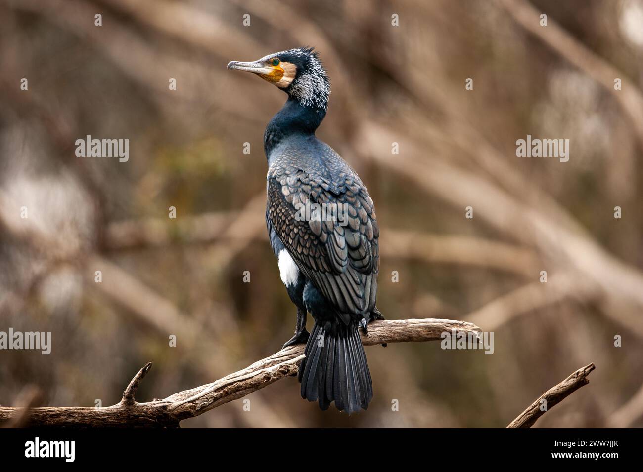 Gregge di grande cormorano (Phalacrocorax carbo) arroccato su un albero fotografato in Israele a febbraio Foto Stock