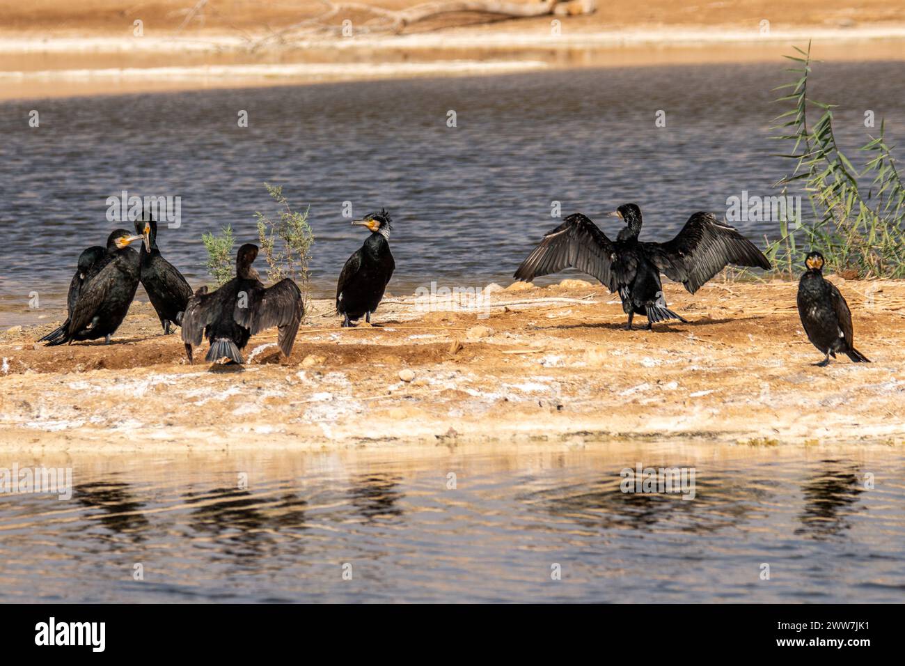 Flock of Great Cormorant (Phalacrocorax carbo) nuota nel Mar Mediterraneo fotografato in Israele a dicembre Foto Stock