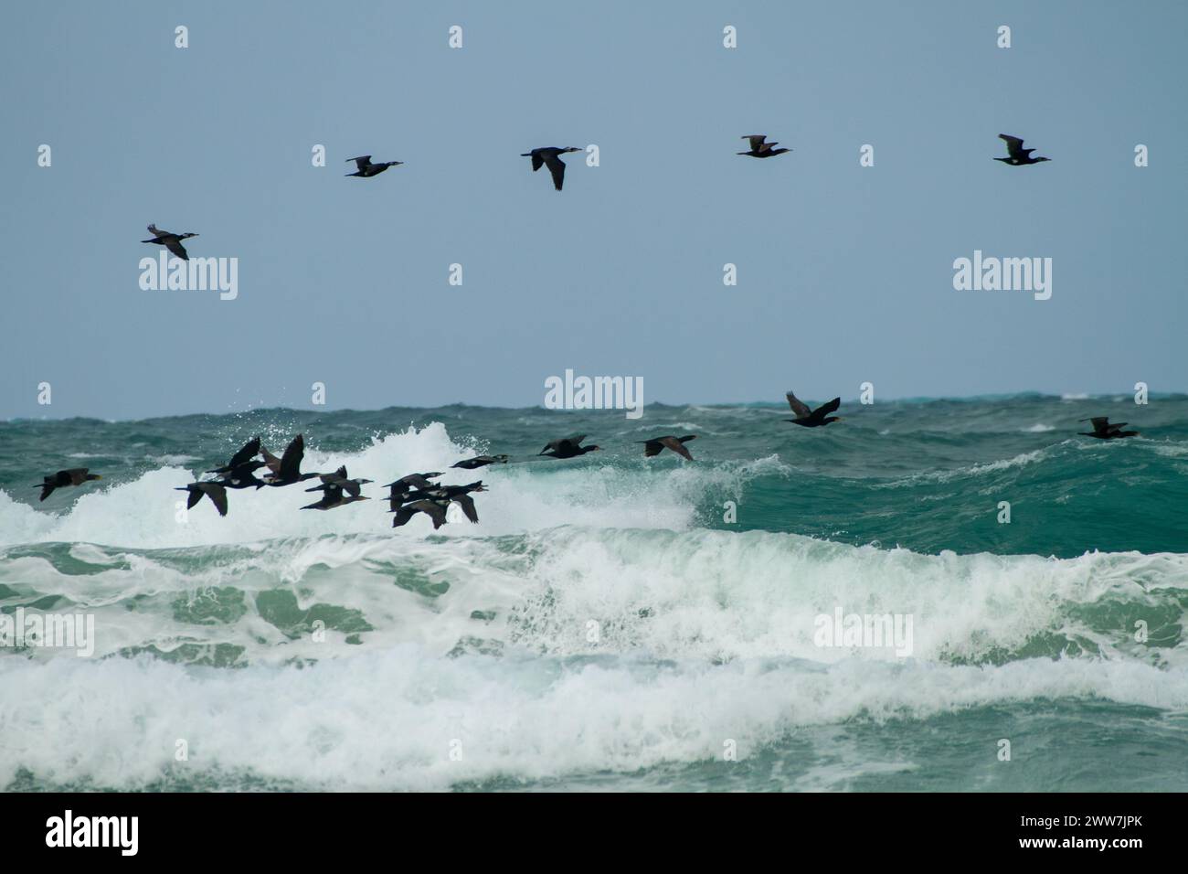 Flock of Great Cormorant (Phalacrocorax carbo) in volo fotografato in Israele a dicembre Foto Stock