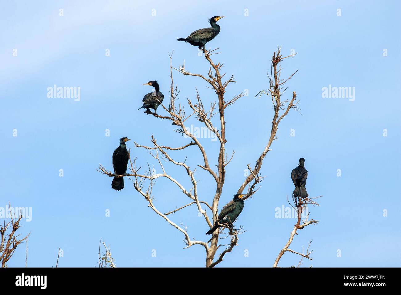 Gregge di grande cormorano (Phalacrocorax carbo) arroccato su un albero fotografato in Israele a gennaio Foto Stock