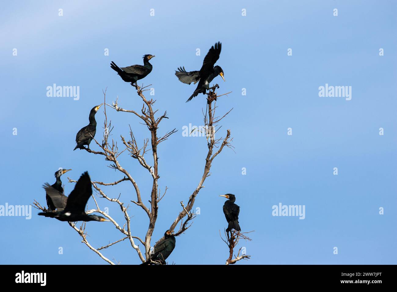 Gregge di grande cormorano (Phalacrocorax carbo) arroccato su un albero fotografato in Israele a gennaio Foto Stock