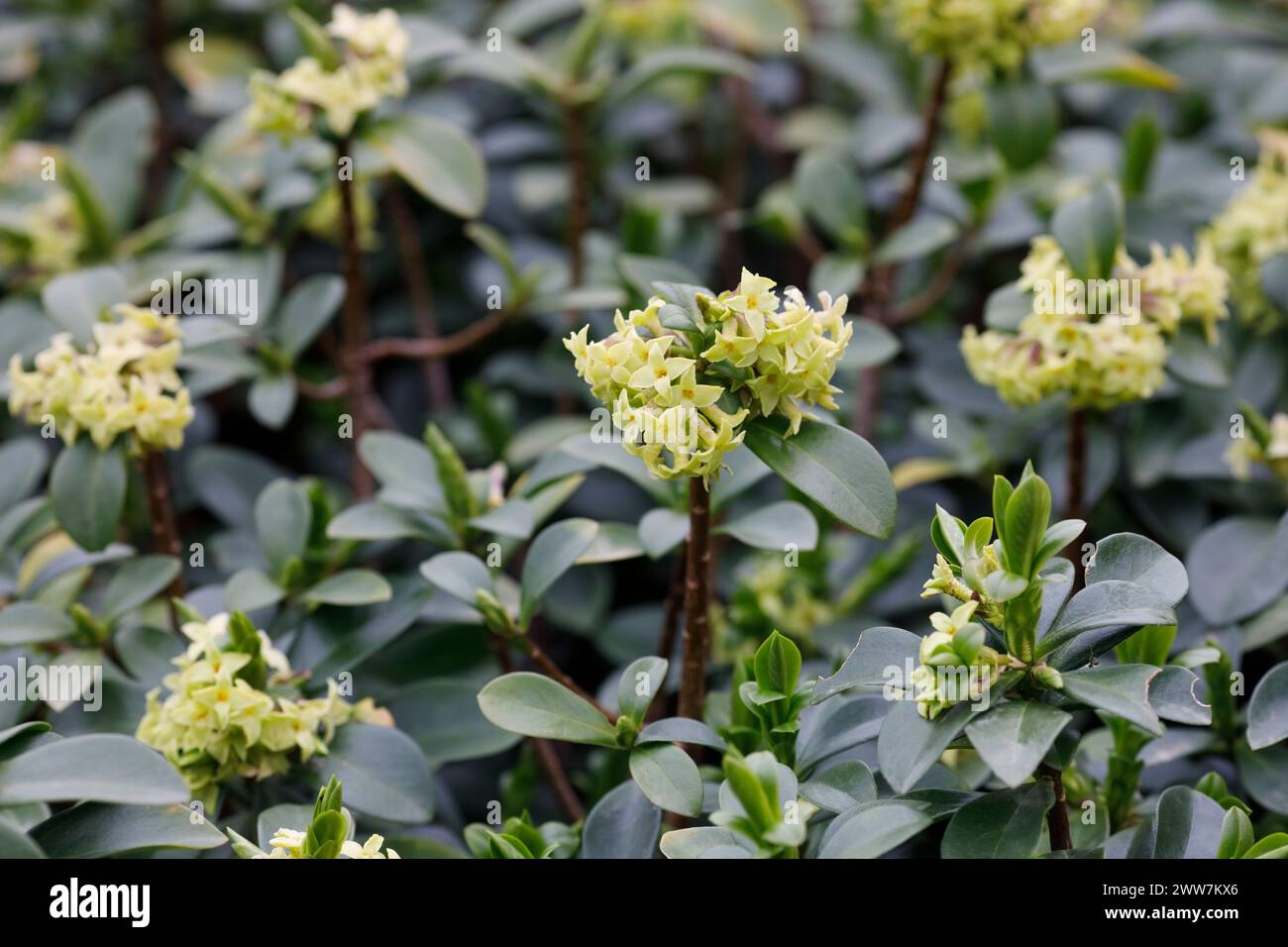 Daphne pontica fiori in primavera. Foto Stock