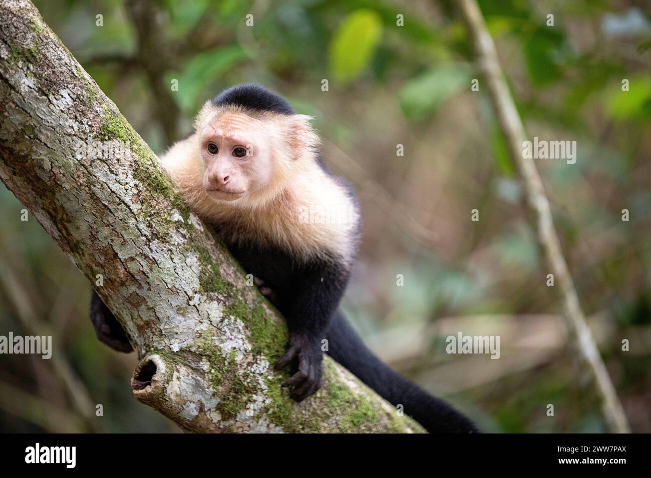 Splendida scimmia dei cappuccini panamani (imitatore di Cebus) in una foresta nel parco nazionale di Cahuita, lato caraibico della Costa rica, America centrale Foto Stock