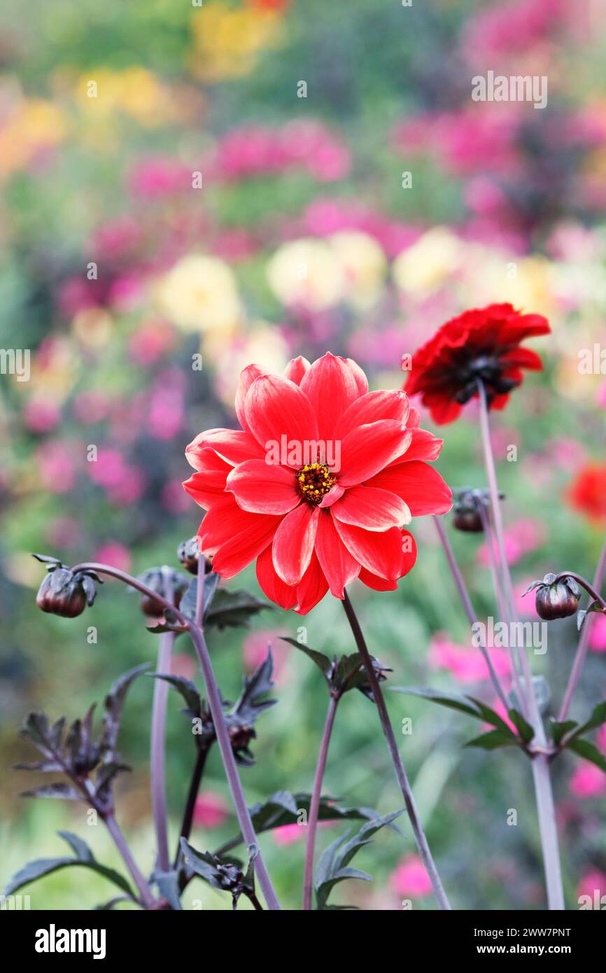 Dahlia dalle foglie scure in un bordo colorato. Foto Stock