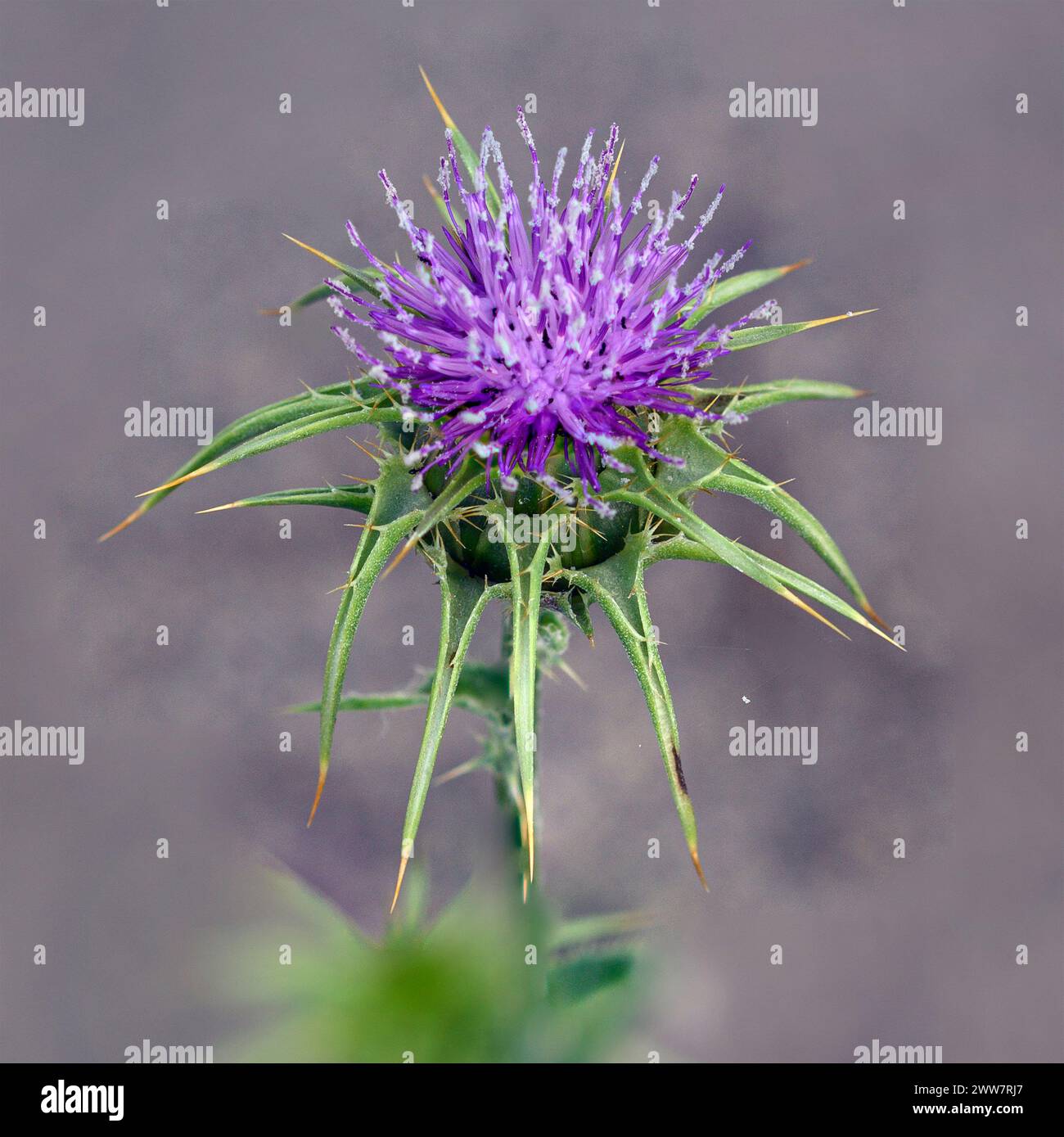 Cardo di latte (Silybum marianum), mentre tossico per il bestiame, è usato in medicina per trattare le malattie epatiche e purificare e proteggere il fegato. Ho fotografato io Foto Stock