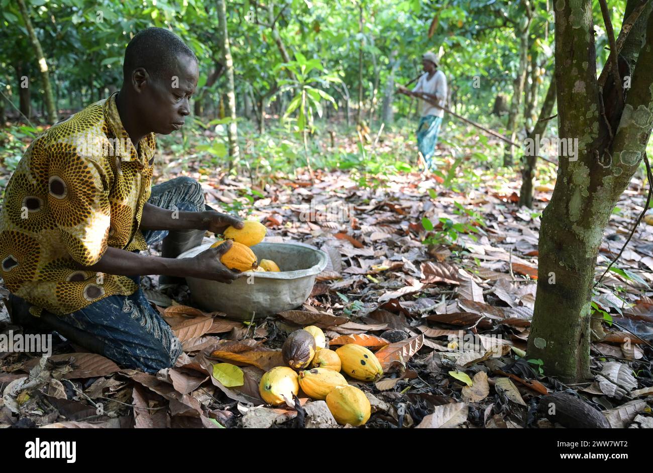 GHANA, Suhum, piccola azienda agricola di cacao biologico, raccolta di cacao / GHANA, Suhum, Kleinbauer bei Bio-Kakao Ernte Foto Stock