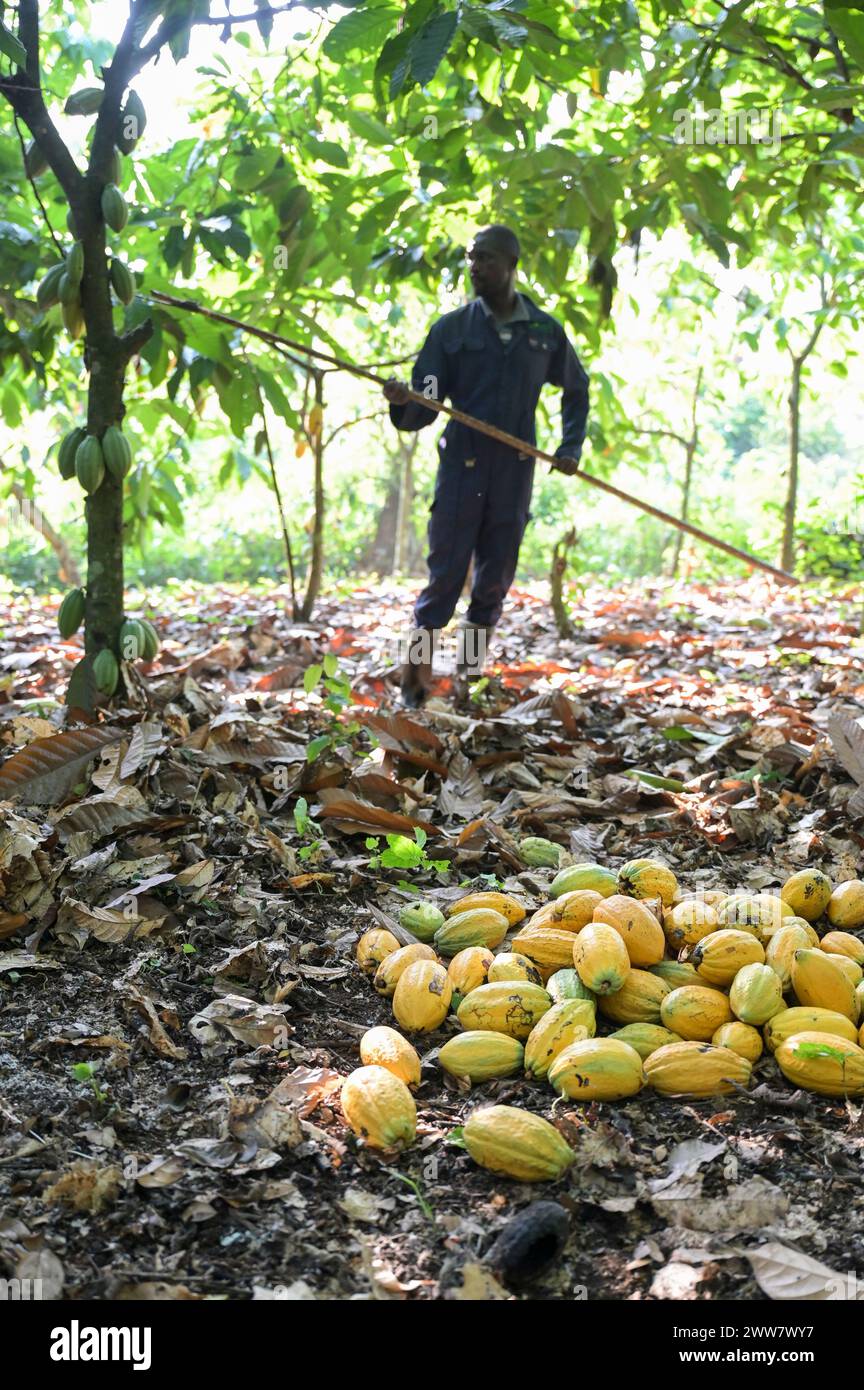 GHANA, Suhum, piccola azienda agricola di cacao biologico, raccolta di cacao / GHANA, Suhum, Kleinbauer bei Bio-Kakao Ernte Foto Stock